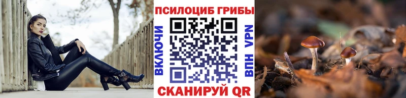 Купить  Новозыбков  Галлюциногенные грибы GOLDEN TEACHER 